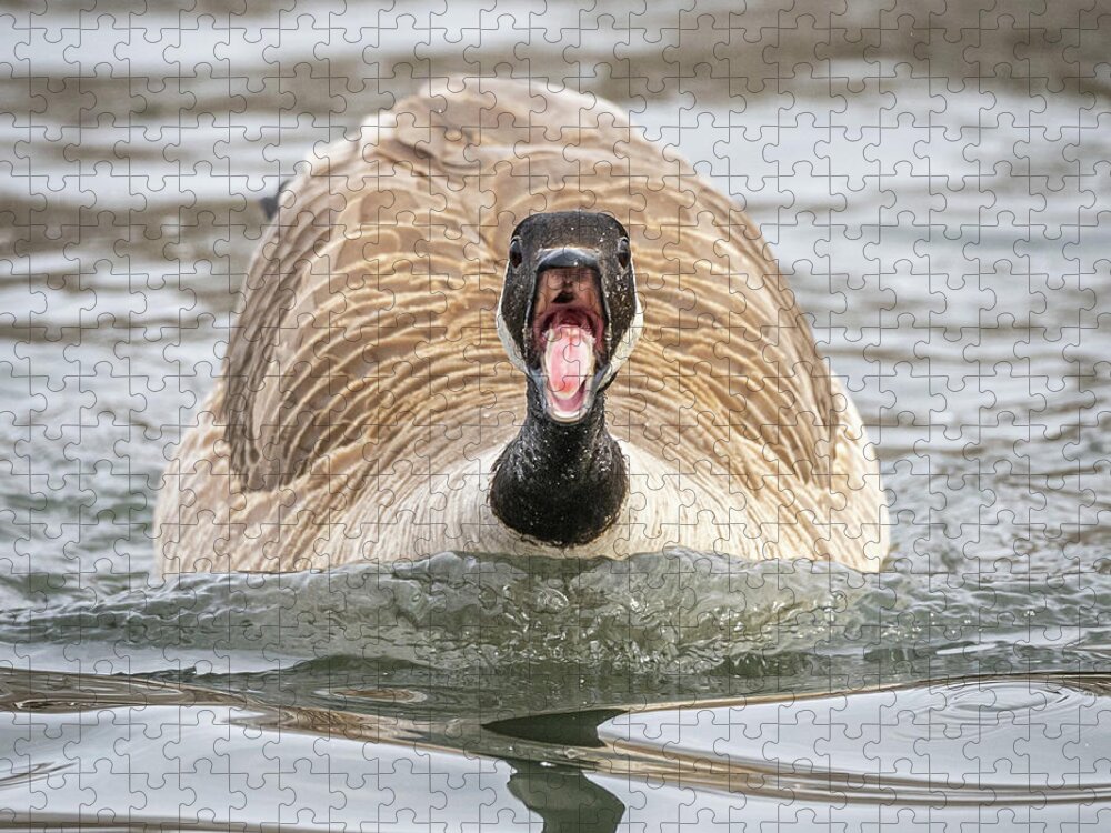 Animal Jigsaw Puzzle featuring the photograph Pissed Goose by Paul Freidlund