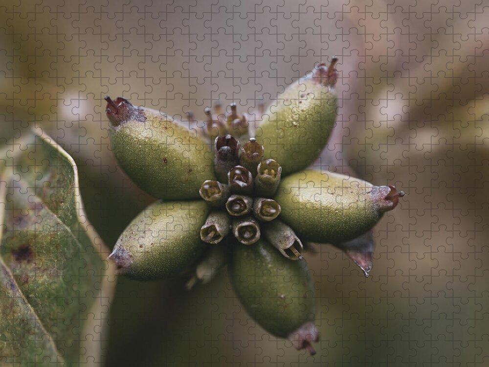 Fruit Jigsaw Puzzle featuring the photograph Plant Macro by Amelia Pearn