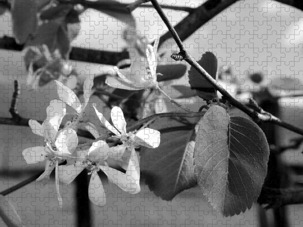 B&w Jigsaw Puzzle featuring the photograph Plum Blossom in Black and White by Jean Evans