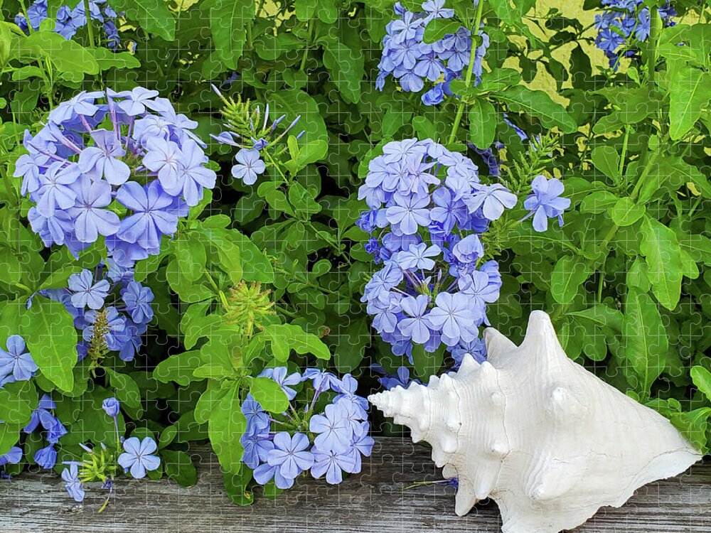 Flowers Jigsaw Puzzle featuring the photograph Plumbago and the Conch Horizontal by Sharon Williams Eng