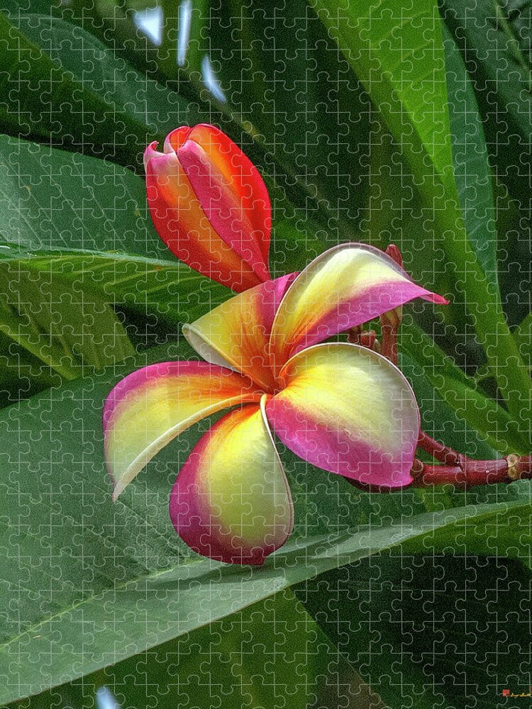 Scenic Jigsaw Puzzle featuring the photograph Plumeria or Frangipani DTHB0109 by Gerry Gantt