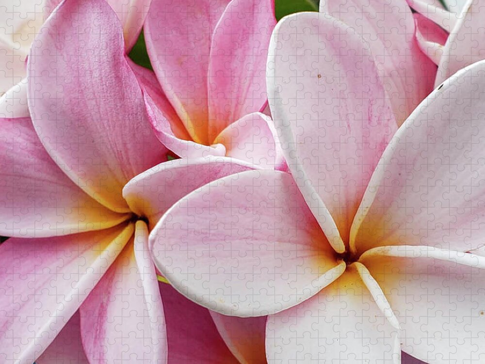 Flowers Jigsaw Puzzle featuring the photograph Plumeria Party by Tony Spencer
