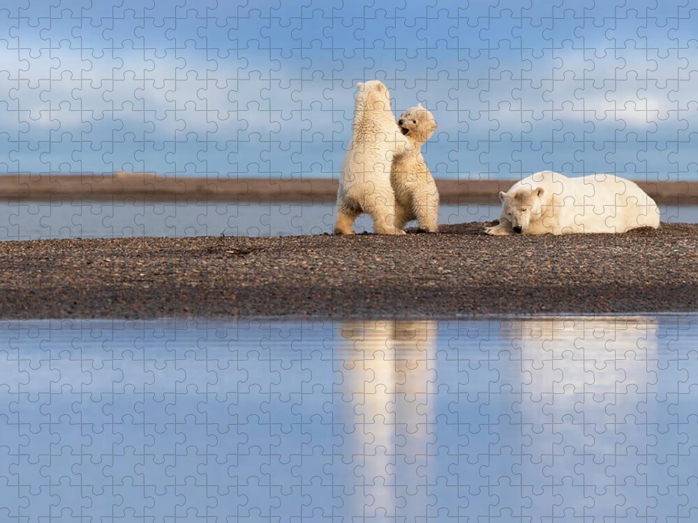 Arctic Jigsaw Puzzle featuring the photograph Polar Bear Cubs at Play #1 by Scott Slone
