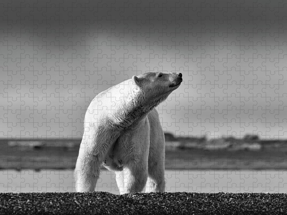 Arctic Jigsaw Puzzle featuring the photograph Polar Bear by Scott Slone