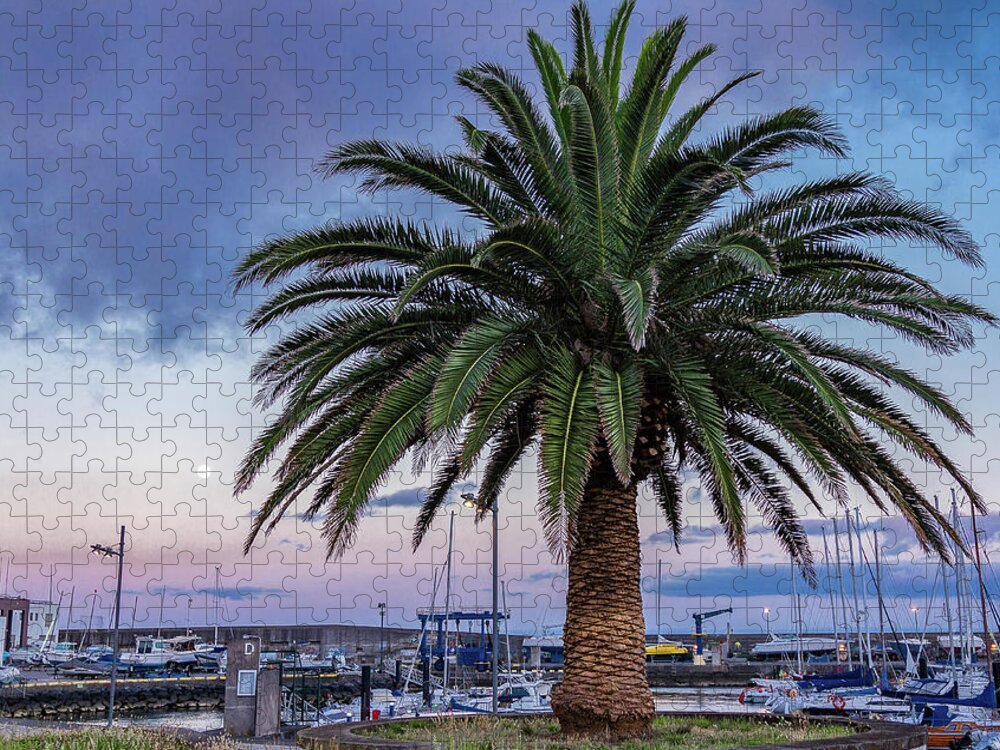 Palm Jigsaw Puzzle featuring the photograph Ponta Delgada Palm Tree by Denise Kopko