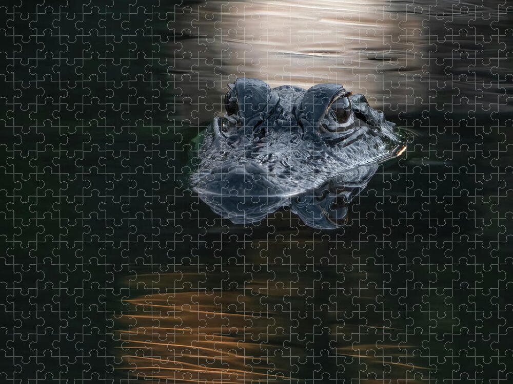 Aligator Jigsaw Puzzle featuring the photograph Ponte Vedra Gator by Larry Marshall