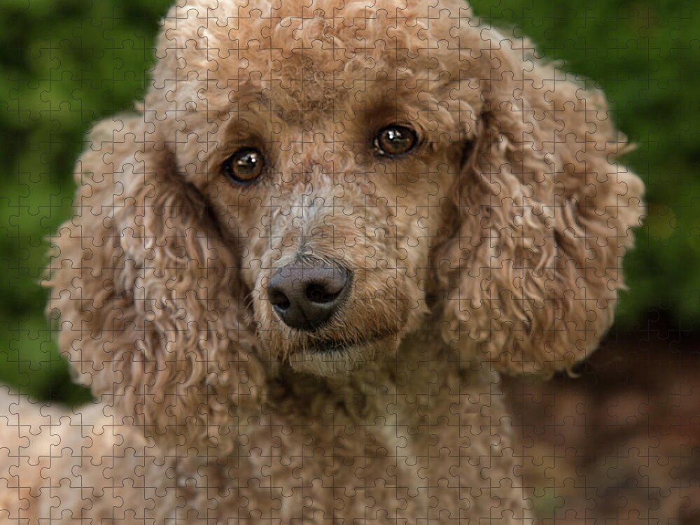 Dog Jigsaw Puzzle featuring the photograph Poodle by Minnie Gallman