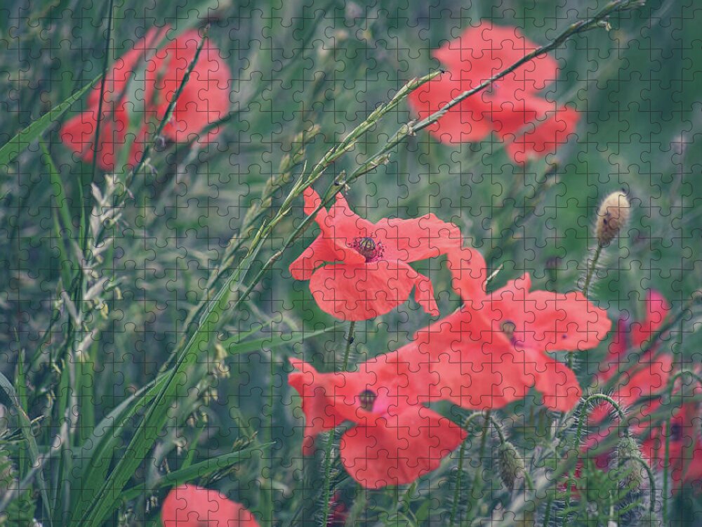 Poppies Jigsaw Puzzle featuring the photograph Poppies in a field by Andrew Lalchan