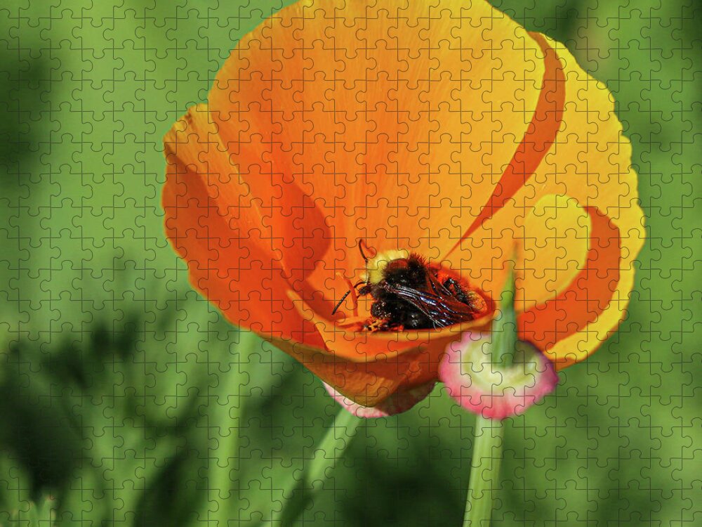 Poppy Jigsaw Puzzle featuring the photograph Poppy Bee by D Lee