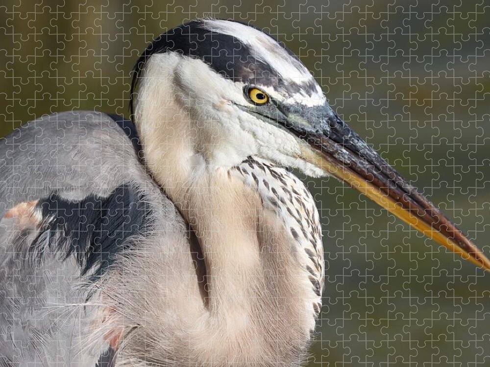Blue Heron Jigsaw Puzzle featuring the photograph Portrait of a Great Blue Heron by Mingming Jiang