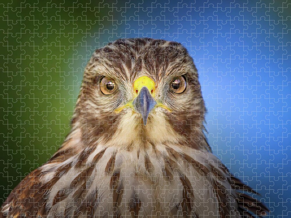 Red Shouldered Hawk Jigsaw Puzzle featuring the photograph Portrait of a Raptor by Mark Andrew Thomas