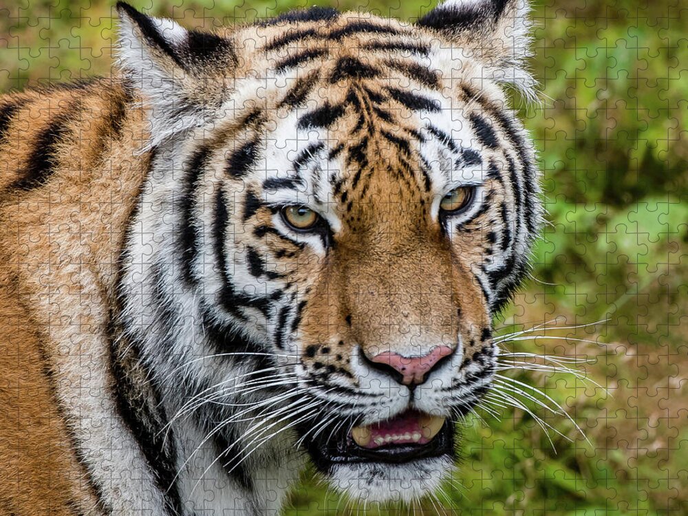 Carnivora Jigsaw Puzzle featuring the photograph Portrait of a Siberian tiger or Amur tiger looking at you by Torbjorn Swenelius