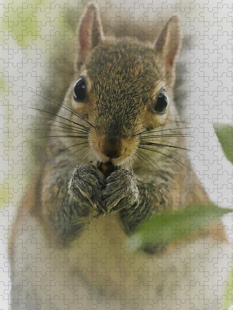 Squirrel Jigsaw Puzzle featuring the photograph Portrait of a Squirrel by Mingming Jiang