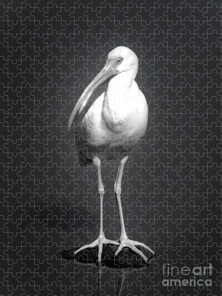 Ibis Jigsaw Puzzle featuring the photograph Portrait of an Ibis by Neala McCarten