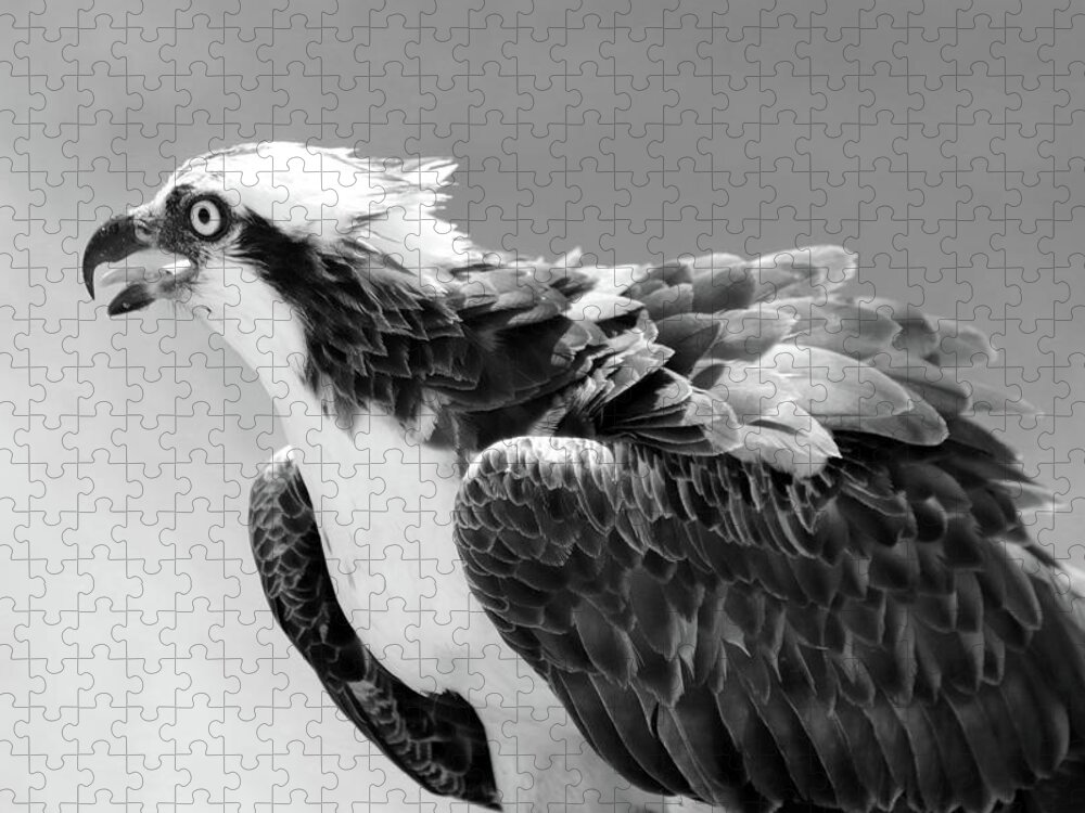 Osprey Jigsaw Puzzle featuring the photograph Portrait of an Osprey B W by David T Wilkinson
