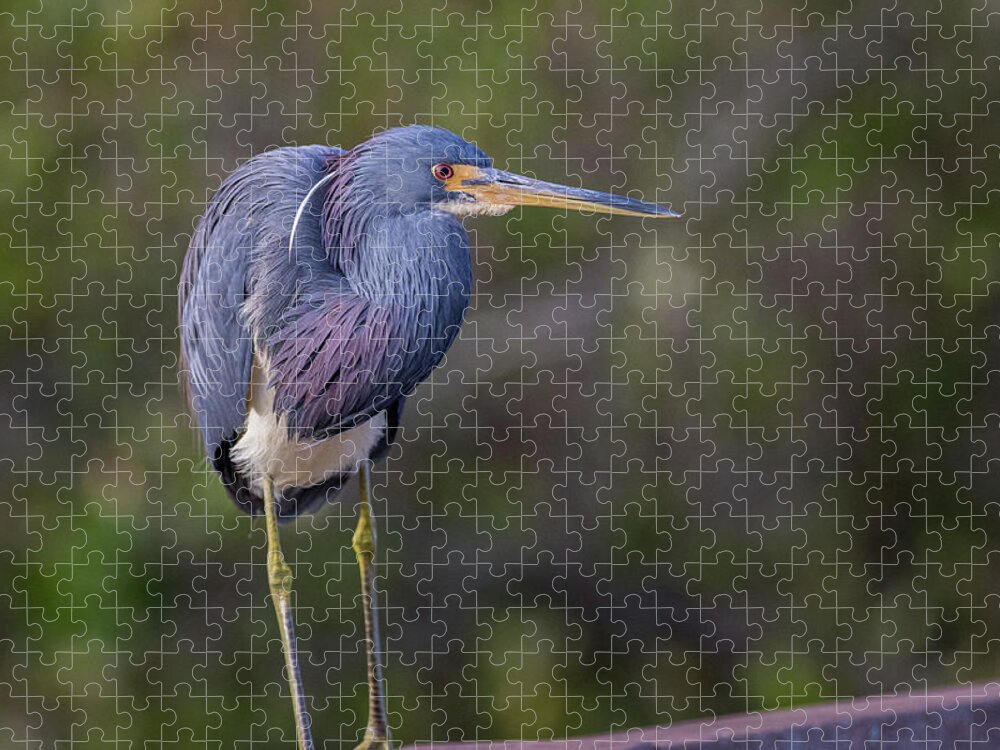 Heron Jigsaw Puzzle featuring the photograph Posing by Les Greenwood