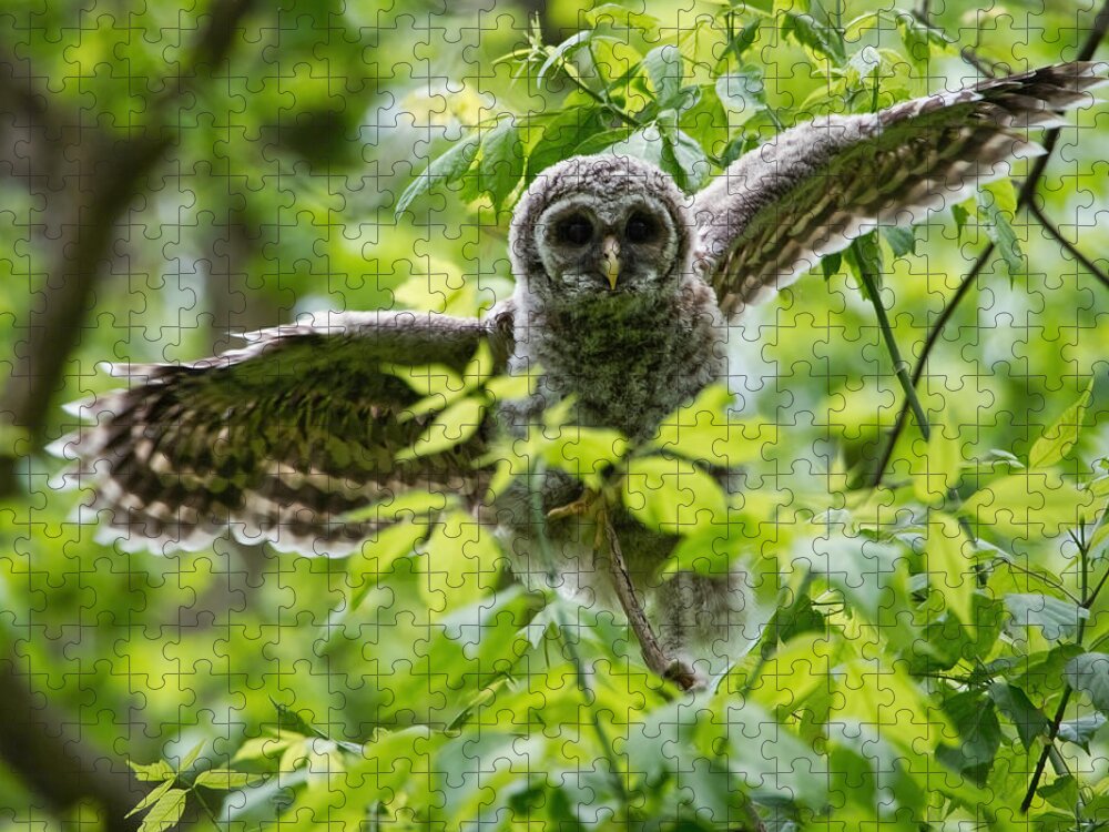 Owlet Jigsaw Puzzle featuring the photograph Practice Flight by Judy Link Cuddehe
