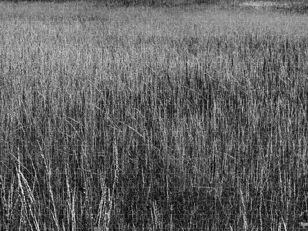 Grass Jigsaw Puzzle featuring the photograph Prairie Grasses by Ryan Huebel