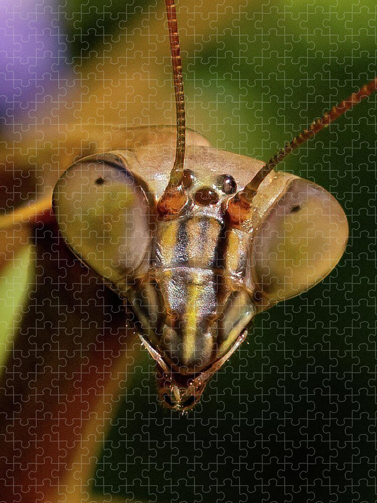 Praying Mantis Jigsaw Puzzle featuring the photograph Praying Mantis Face  by William Jobes