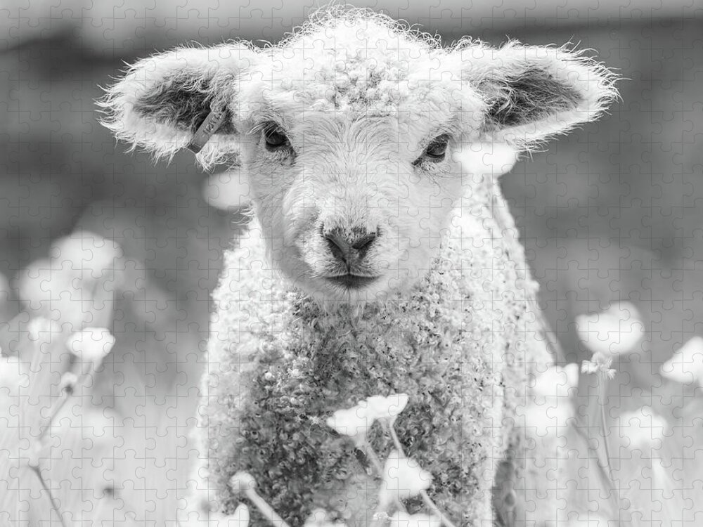 Lamb Jigsaw Puzzle featuring the photograph Precious Baby Lamb - Black and White Square Format by Rachel Morrison
