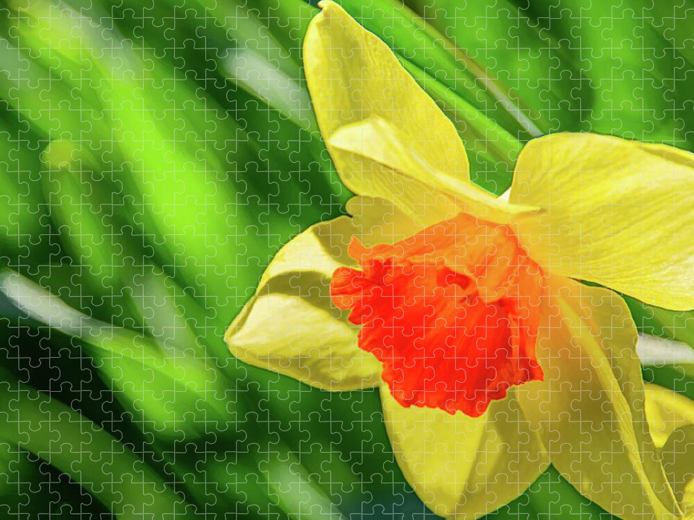 Daffodils Jigsaw Puzzle featuring the photograph Precocious Daffodil by Marcy Wielfaert