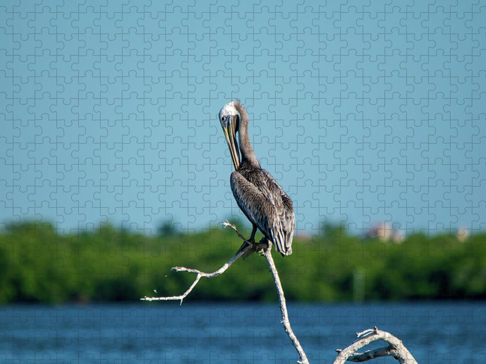Brown Pelican Jigsaw Puzzle featuring the photograph Preening Brown Pelican by Mary Ann Artz
