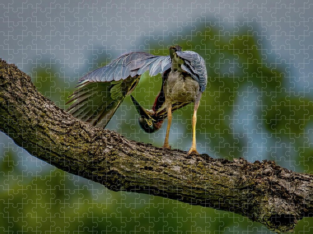 Avian Jigsaw Puzzle featuring the photograph Preening Green Heron by Brian Shoemaker