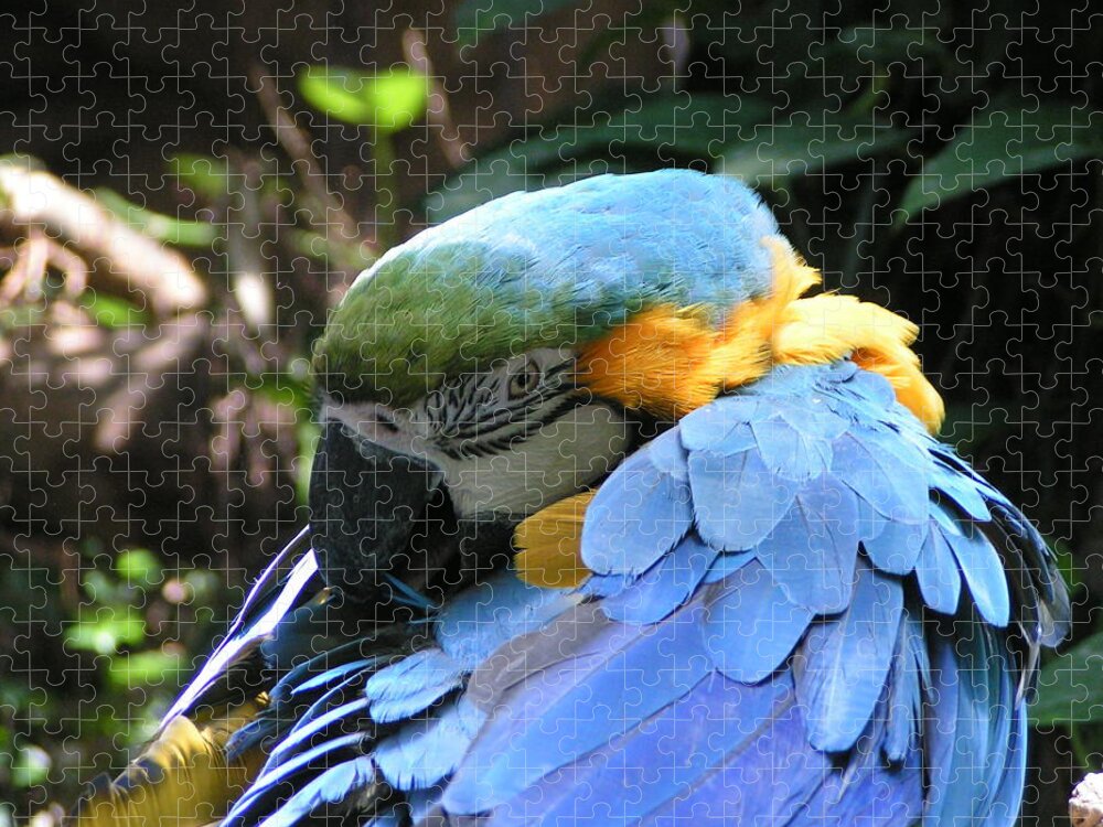  Jigsaw Puzzle featuring the photograph Preening Macaw by Heather E Harman