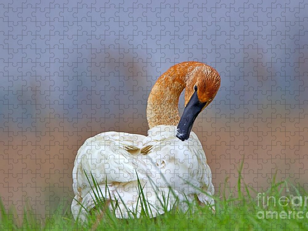 Rainbow Sky Jigsaw Puzzle featuring the photograph Preening Swan by Yvonne M Smith