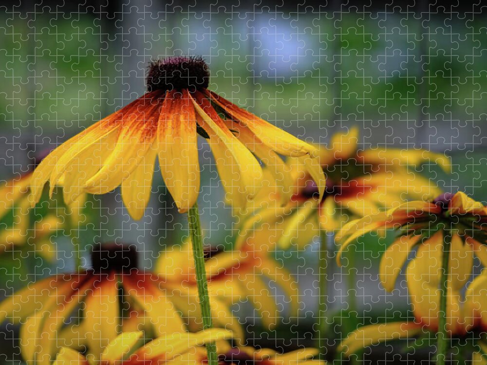 Daisy Jigsaw Puzzle featuring the photograph Pretty Lady by Danette Steele