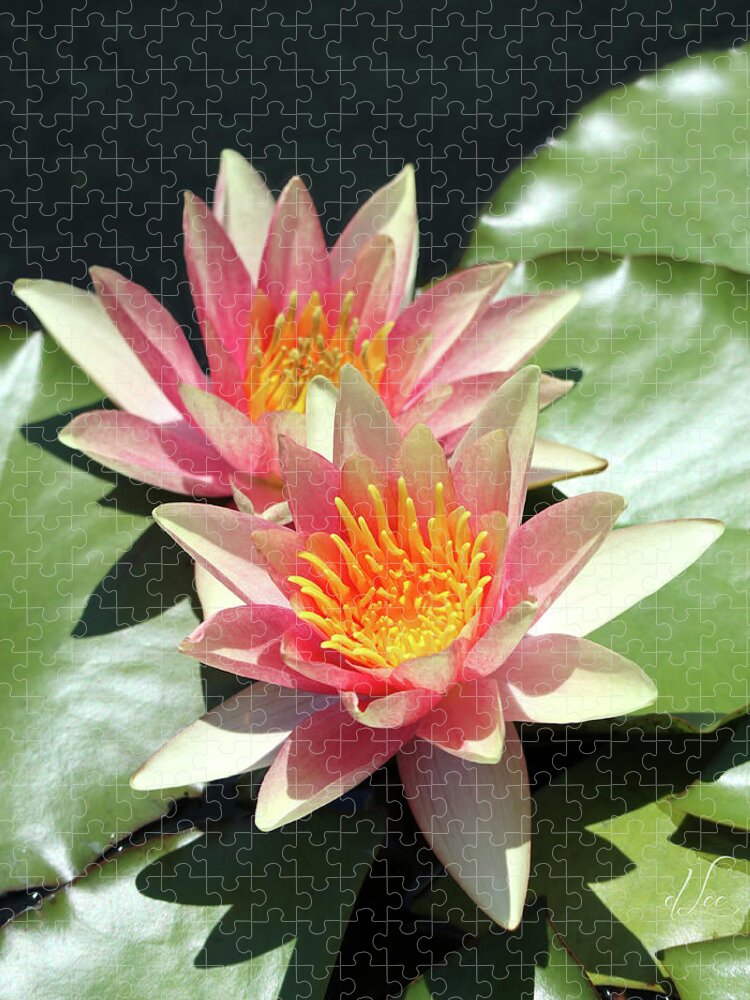 Water Lily Jigsaw Puzzle featuring the photograph Pretty Light Pink Water Lilies by D Lee