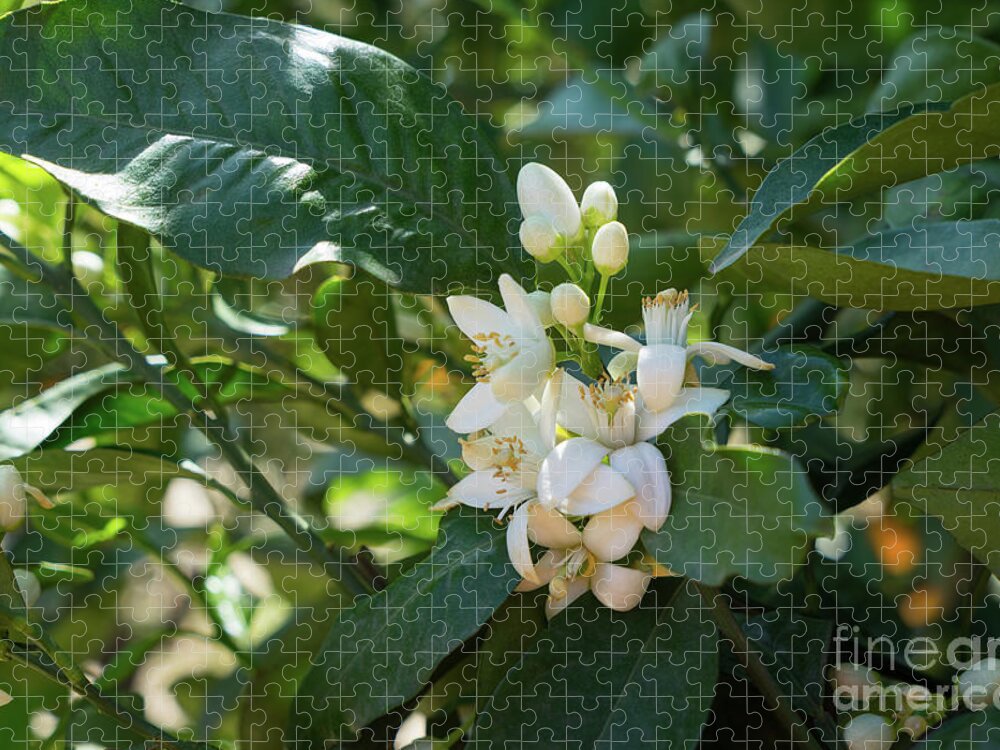 Orange Blossom Jigsaw Puzzle featuring the photograph Pretty white orange blossoms and green leaves by Adriana Mueller