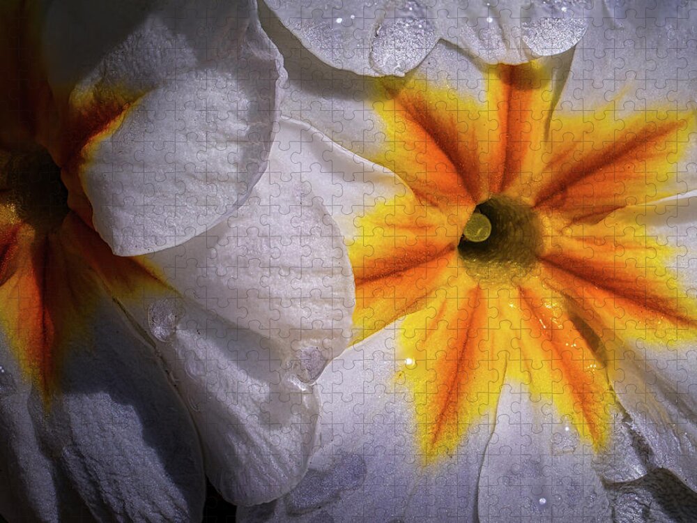 Flower Jigsaw Puzzle featuring the photograph Primrose by Dan Eskelson