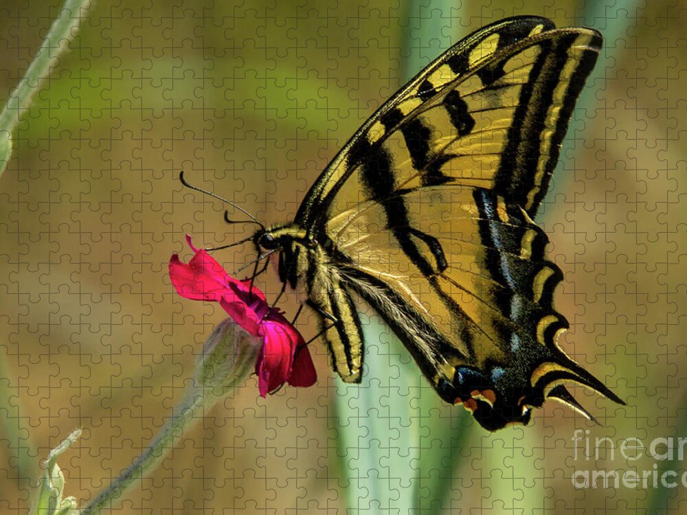 Western Tiger Swallowtail Jigsaw Puzzle featuring the photograph Profile of Western Tiger Swallowtail by Nancy Gleason