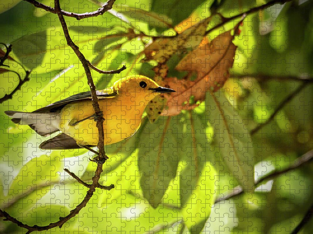 Bird Jigsaw Puzzle featuring the photograph Prothonotary Warbler 2 by Bob Decker