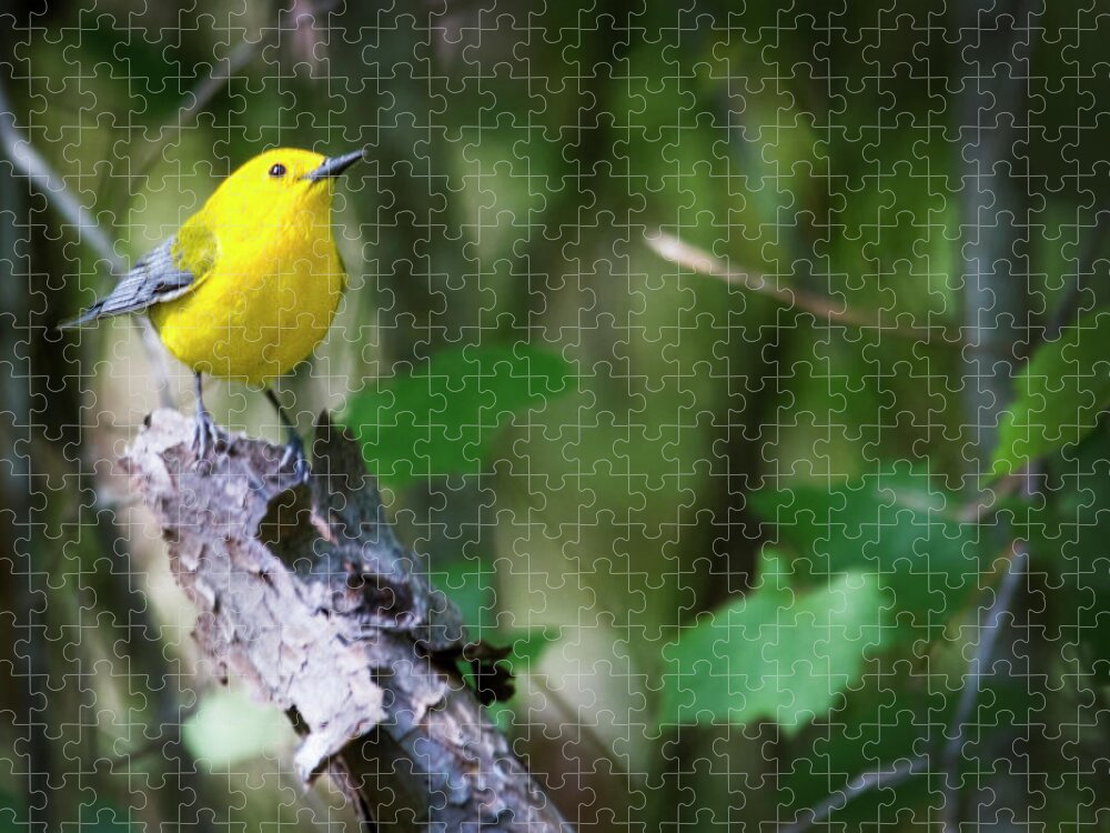 Warbler Jigsaw Puzzle featuring the photograph Prothonotary Warbler 3 by Bob Decker