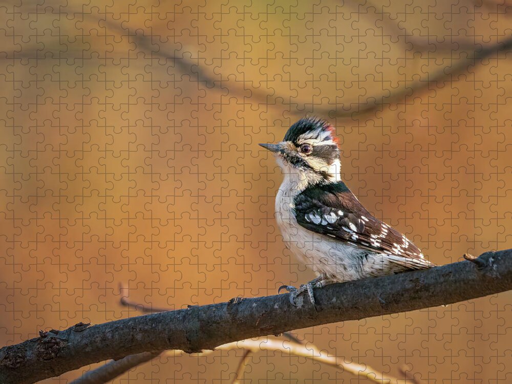 Nature Jigsaw Puzzle featuring the photograph Proud Downy Woodpecker by Kristia Adams