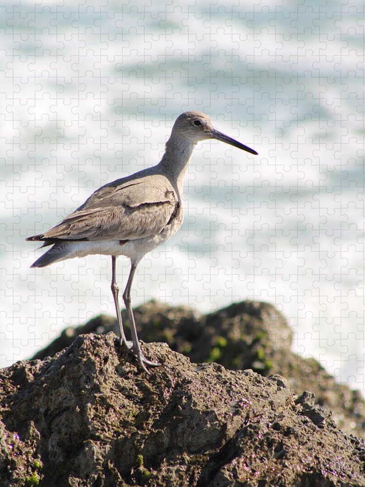 Willet Jigsaw Puzzle featuring the photograph Proud WIllet by Heather E Harman