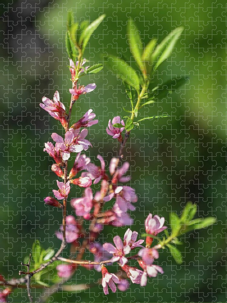 Prunus Jigsaw Puzzle featuring the photograph Prunus Tenella Flowers Dwarf Russian Almond by Artur Bogacki