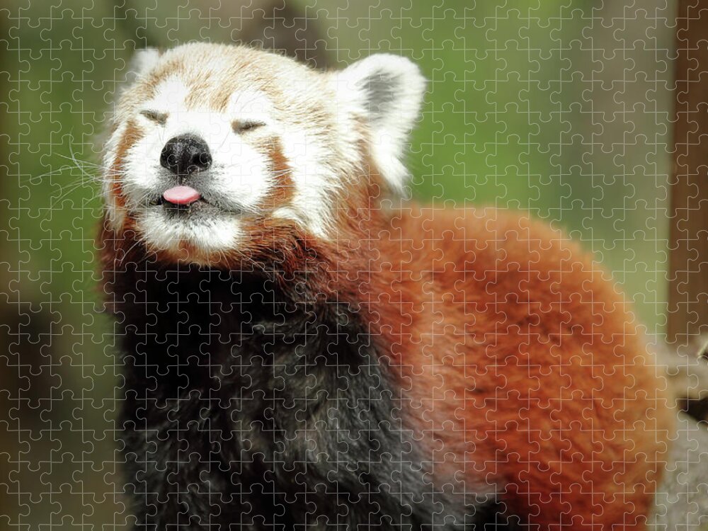Red Panda Jigsaw Puzzle featuring the photograph Psssstttt by Lens Art Photography By Larry Trager