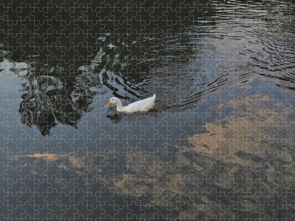 Water Jigsaw Puzzle featuring the photograph Psychedelic Duck Swim by Ed Williams