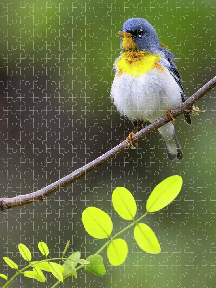 Warbler Jigsaw Puzzle featuring the photograph Parula Puff by Art Cole