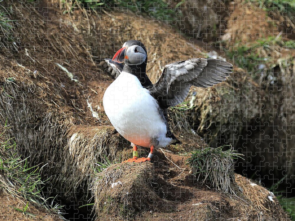 Puffin Jigsaw Puzzle featuring the photograph Puffin 2 - Northeast Iceland by Richard Krebs