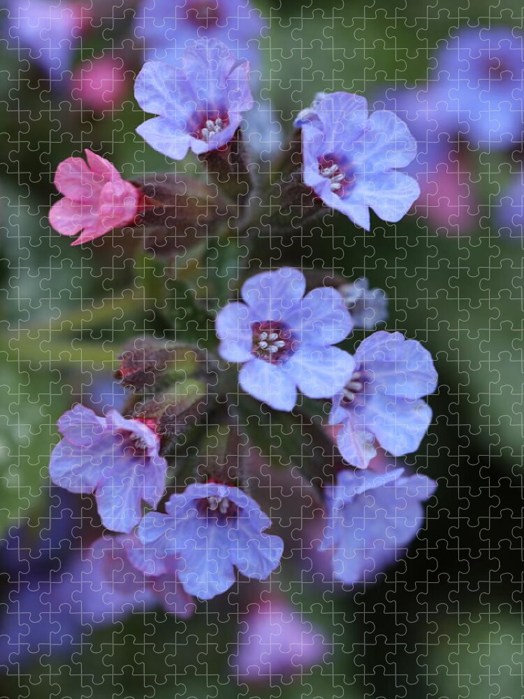 Lungwort Jigsaw Puzzle featuring the photograph Pulmonaria by Tammy Pool