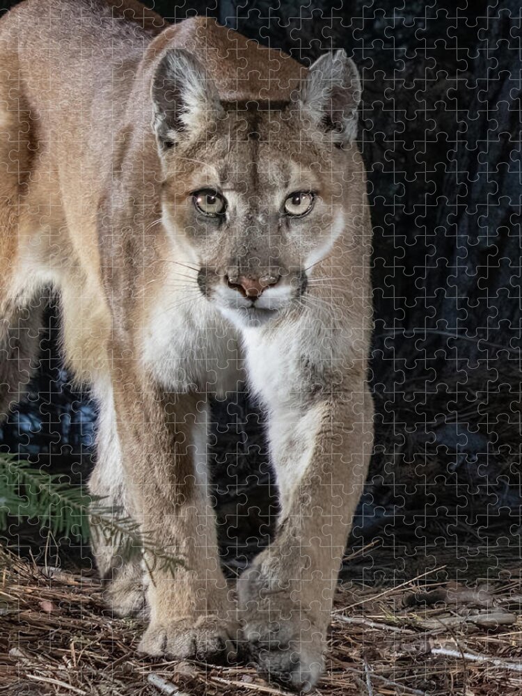 Puma Jigsaw Puzzle featuring the photograph Puma Concolor by Randy Robbins