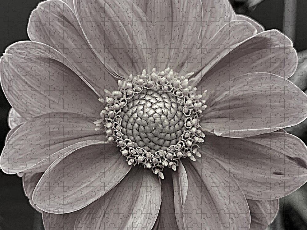 Flower Jigsaw Puzzle featuring the photograph Purity BW by Lee Darnell