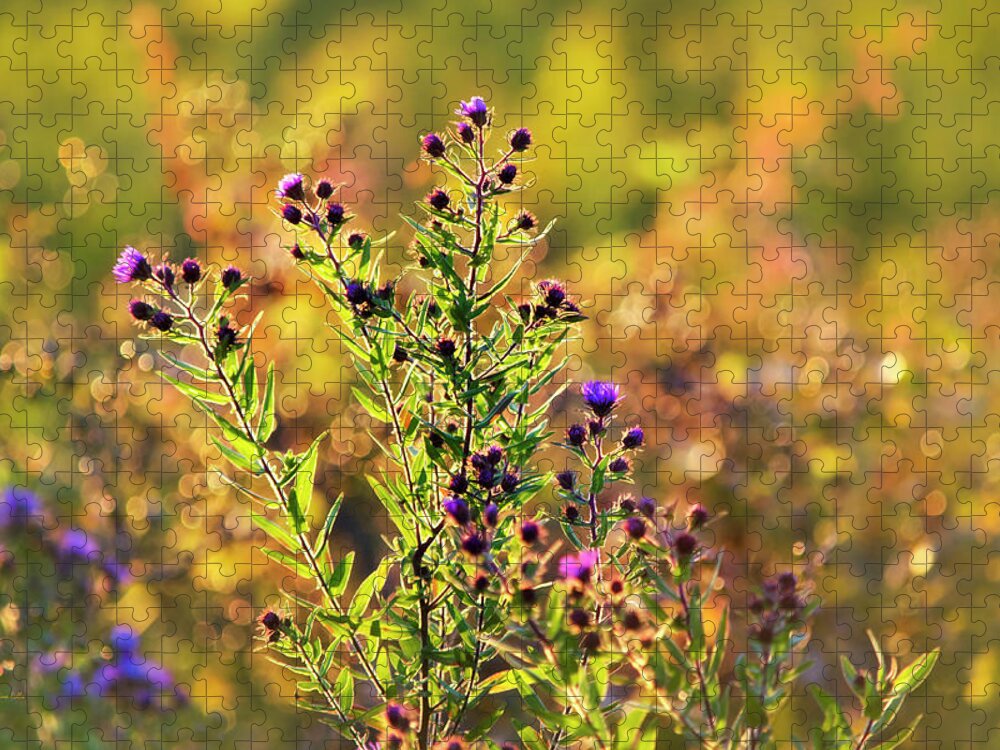 Flowers Jigsaw Puzzle featuring the photograph Purple Aster Flowers by Christina Rollo