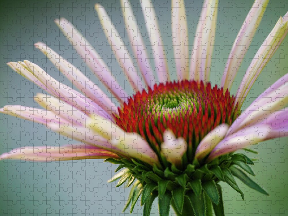 Echinacea Jigsaw Puzzle featuring the photograph Purple Coneflower 3 by Todd Bannor