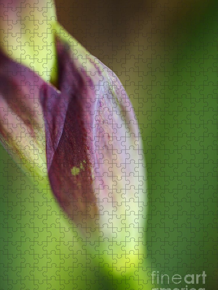 Iridaceae Jigsaw Puzzle featuring the photograph Purple Iris Stem by Joy Watson