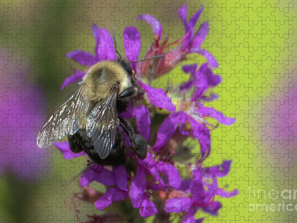 Purple Loosestrife Jigsaw Puzzle featuring the photograph Purple Loosestrife #2 by Lorraine Cosgrove